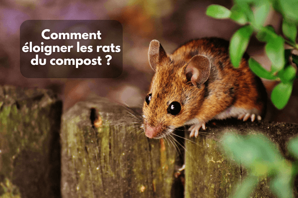 Éloigner les rats du compost