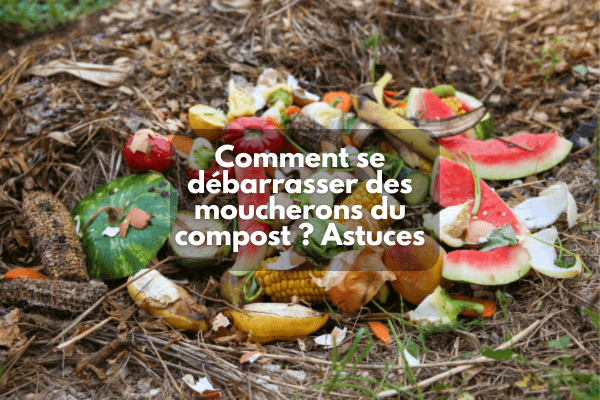 Comment se débarrasser des moucherons du compost ?