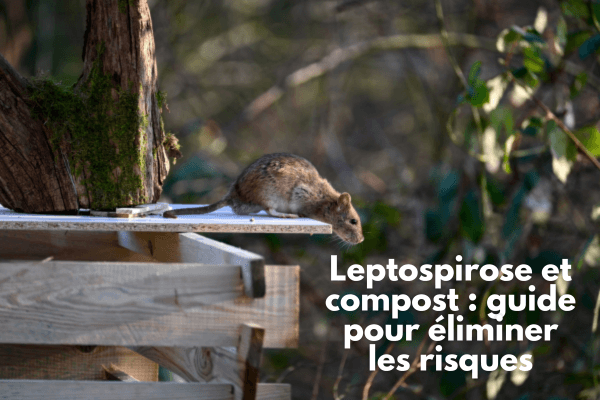 Leptospirose et compost