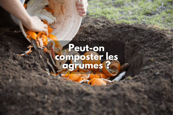 Peut-on composter les agrumes ?